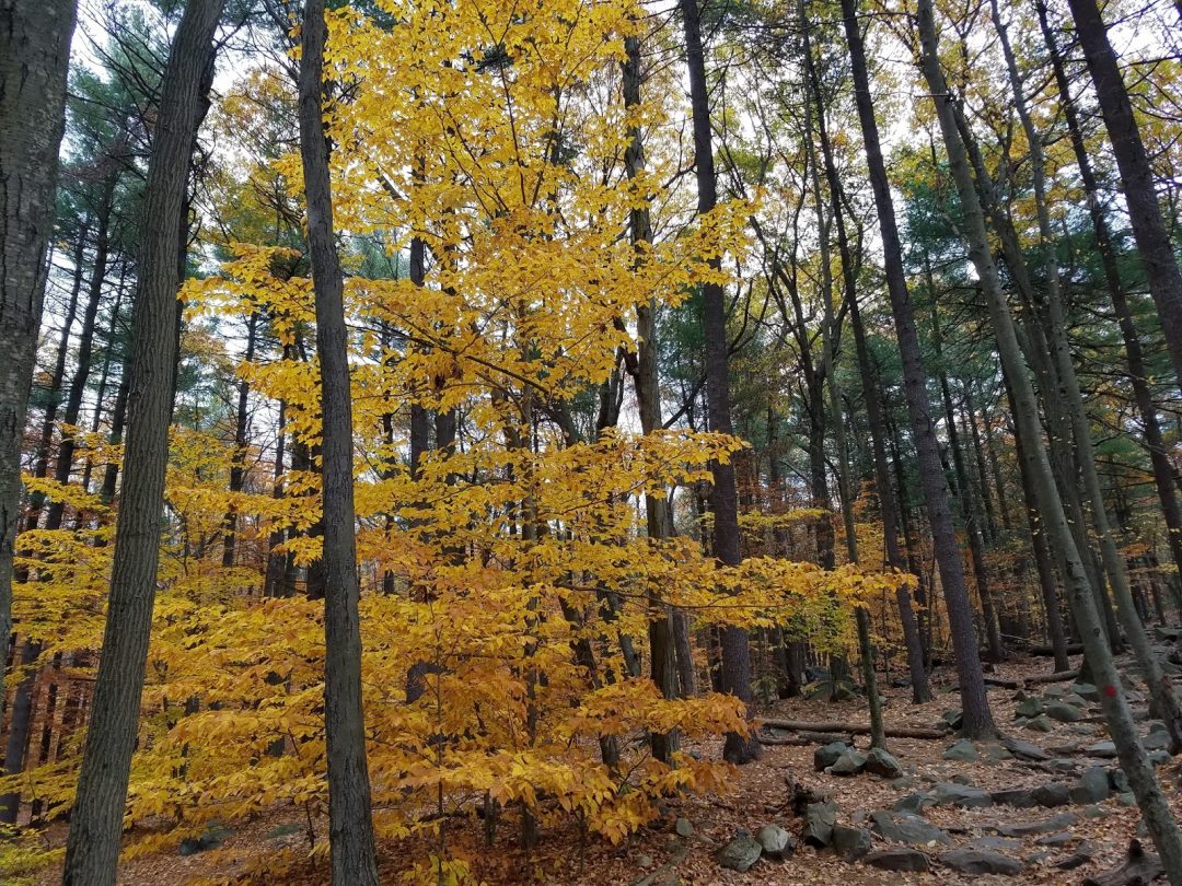 19 Best & Fun Things To Do In Quincy (MA) Travel Around