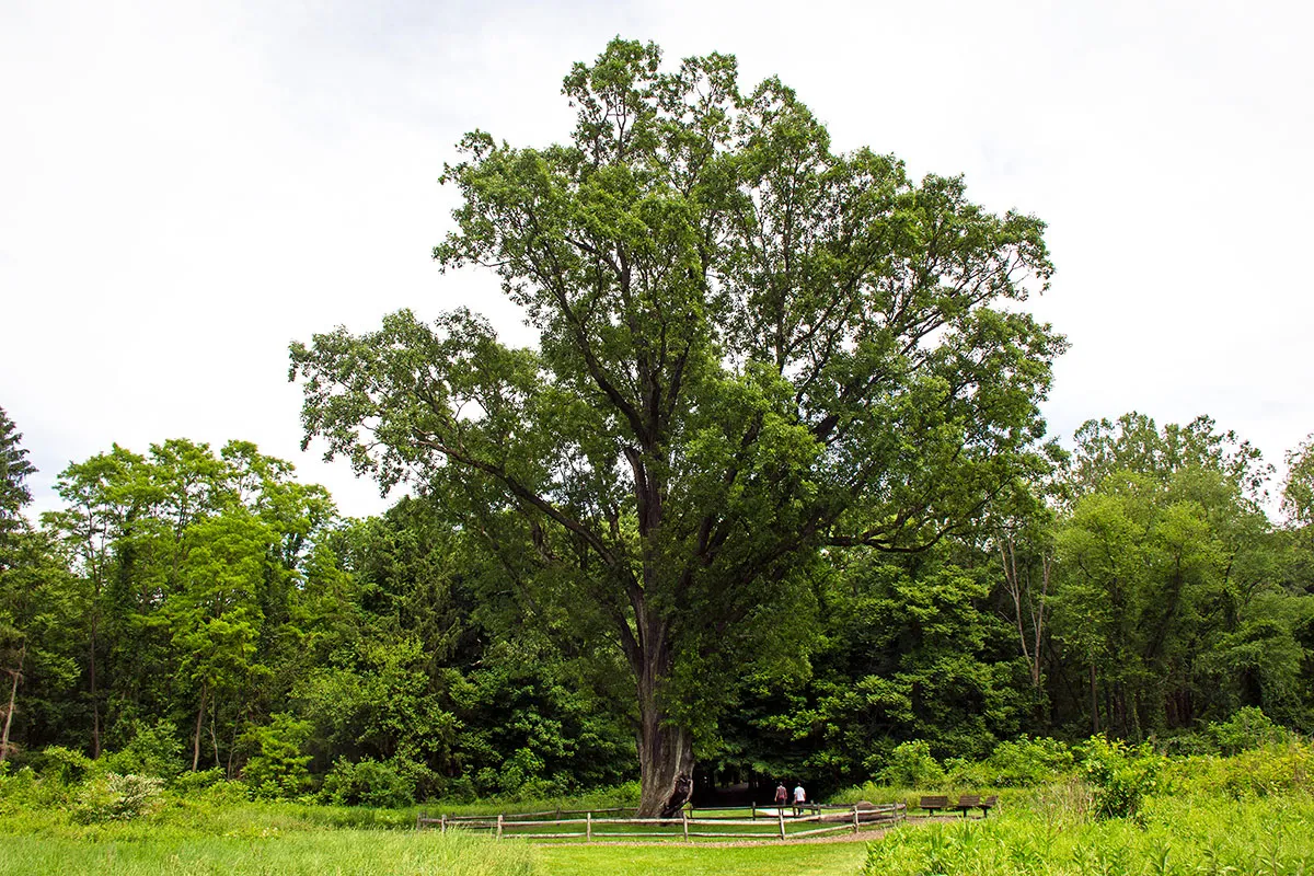 Indian Signal Tree, Akron