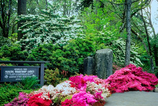 Rhododendron gardens