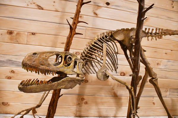 Appalachian Fossil Museum