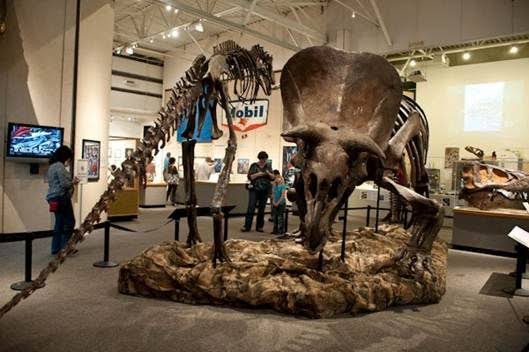 Museum Of Natural History, Gainesville