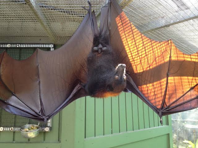Lubee Bat Conservancy, Gainesville