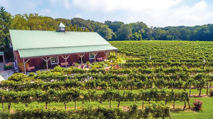 Cape May Winery & Vineyard