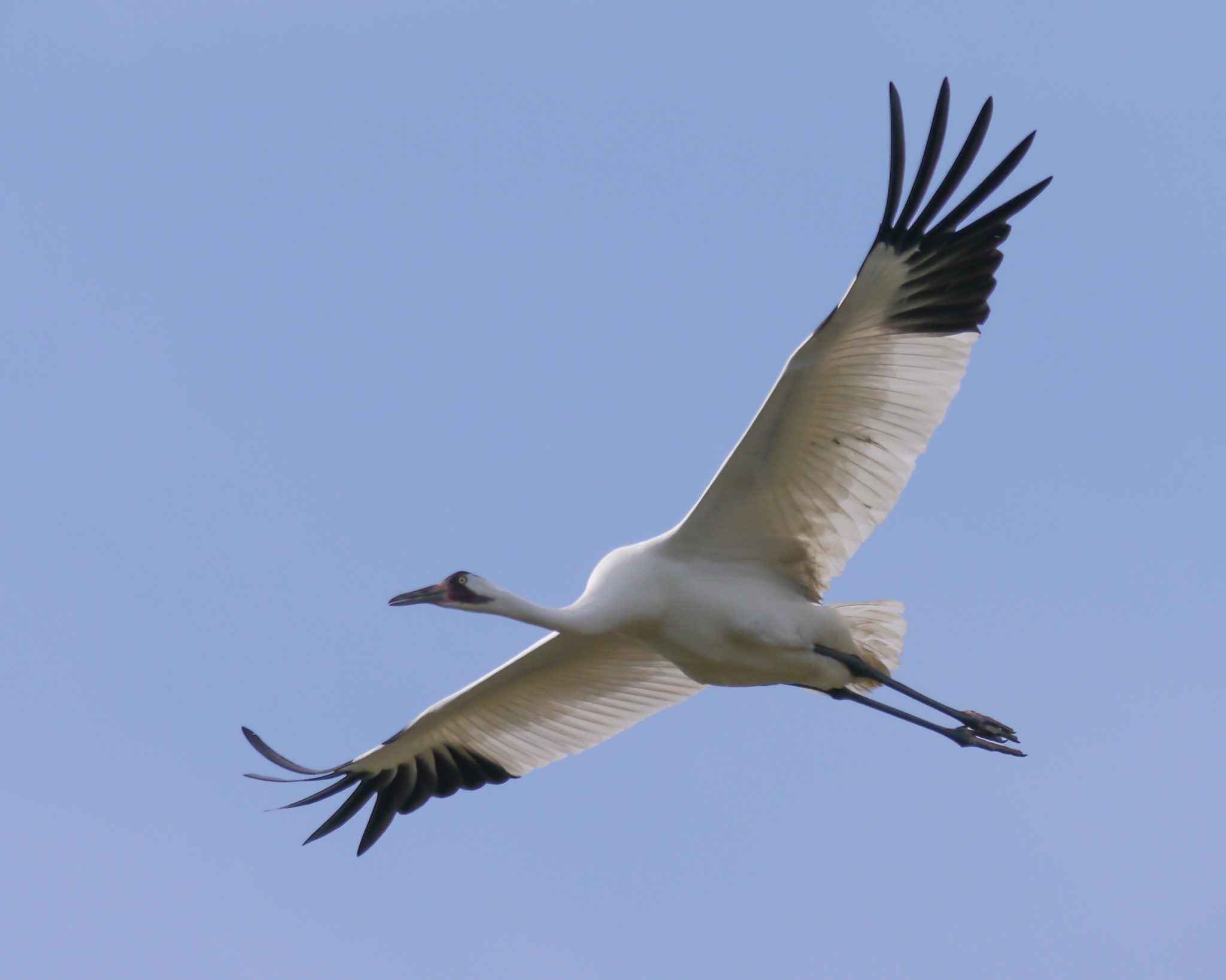 Whooping Crane Boat Tours