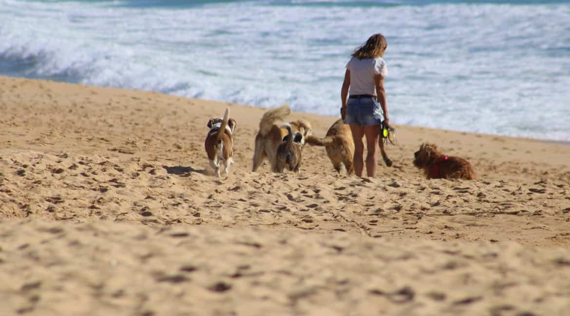 Kona Dog Beach