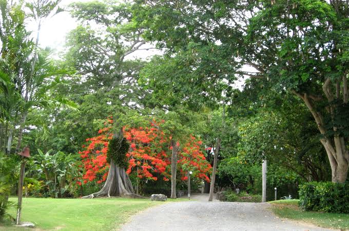 George Village Botanical Garden in st Croix