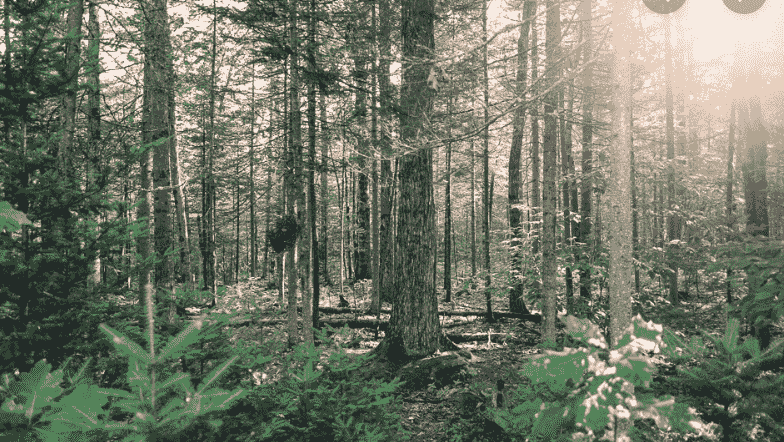 Bangor City Forest