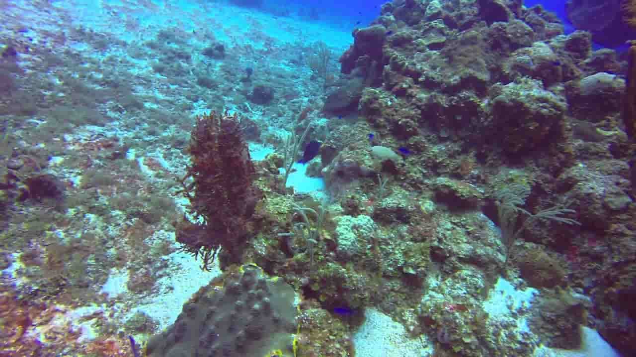 Chankanaab Reef