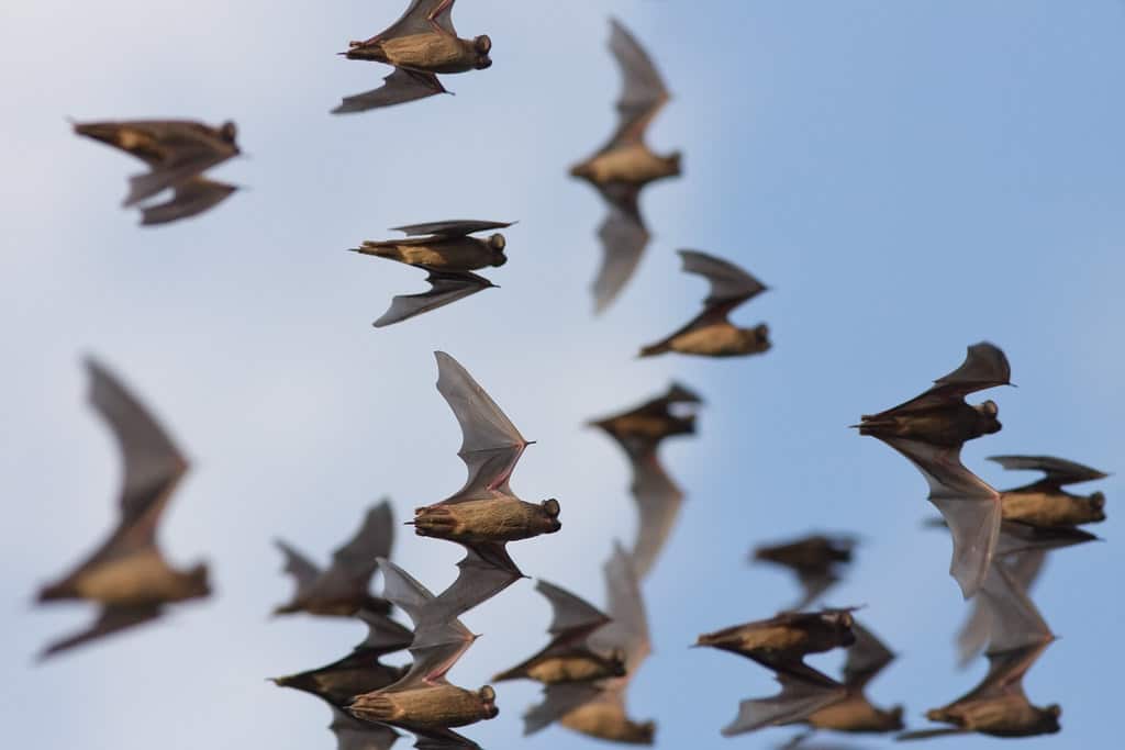 Bats in Round Rock