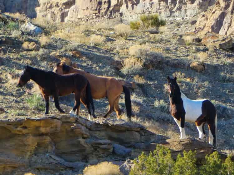 Little Book Cliffs Wild Horse Area, Grand Junction