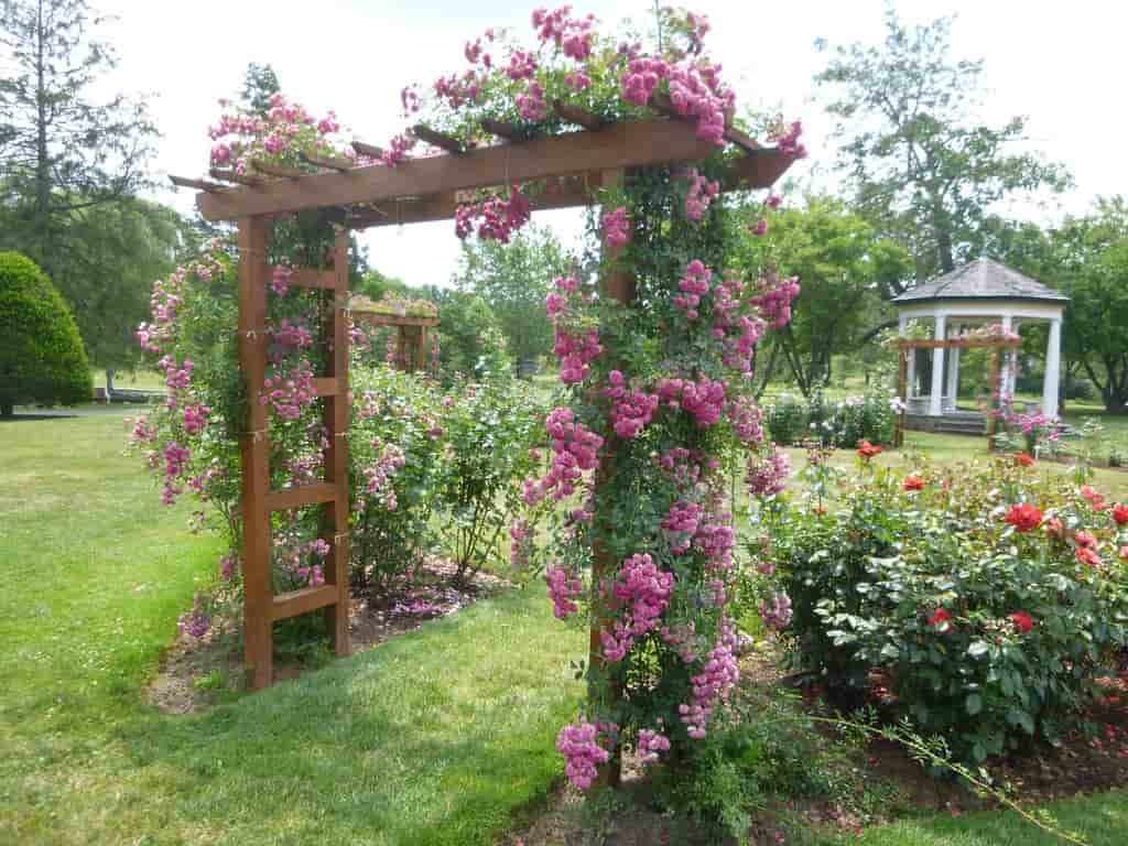  Allentown Rose Garden