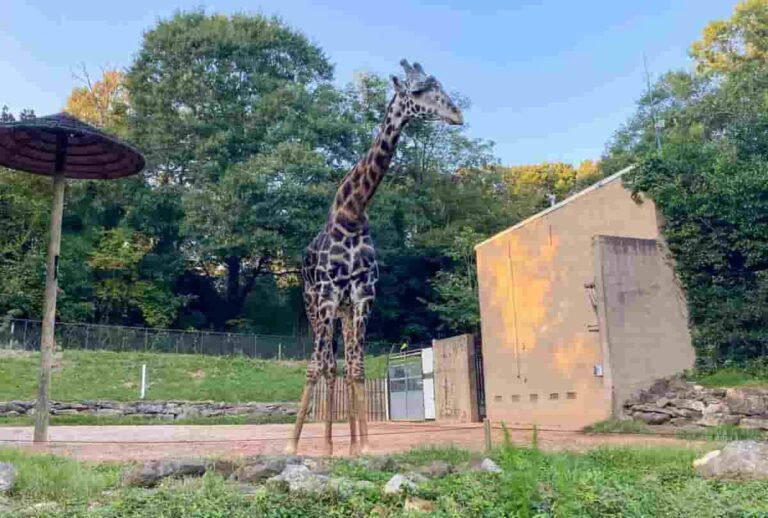 31 Delightful Things to do in Greenville (South Carolina)