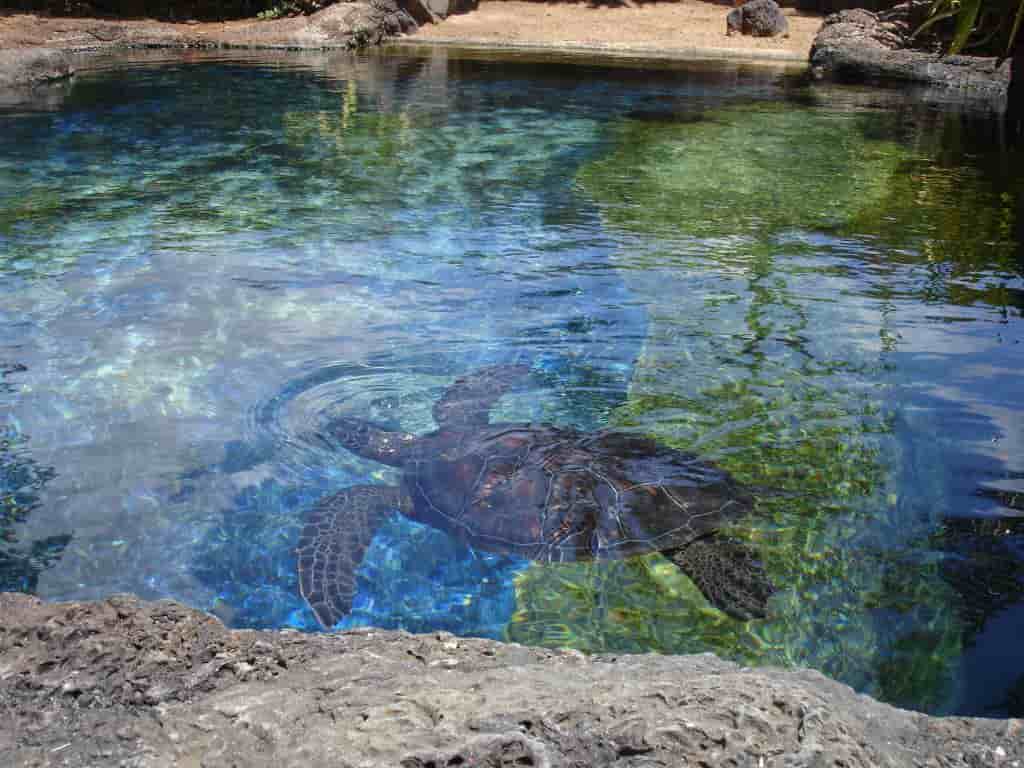 Waikiki aquarium
