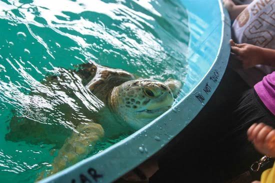 Sea Turtle, Inc., South Padre Island