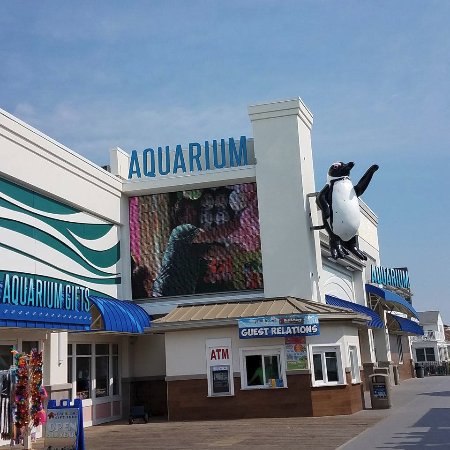 Jenkinson's Aquarium, New Jersey
