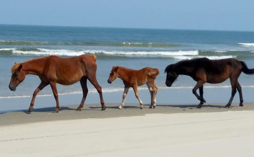 corolla wild horse fund, outer banks