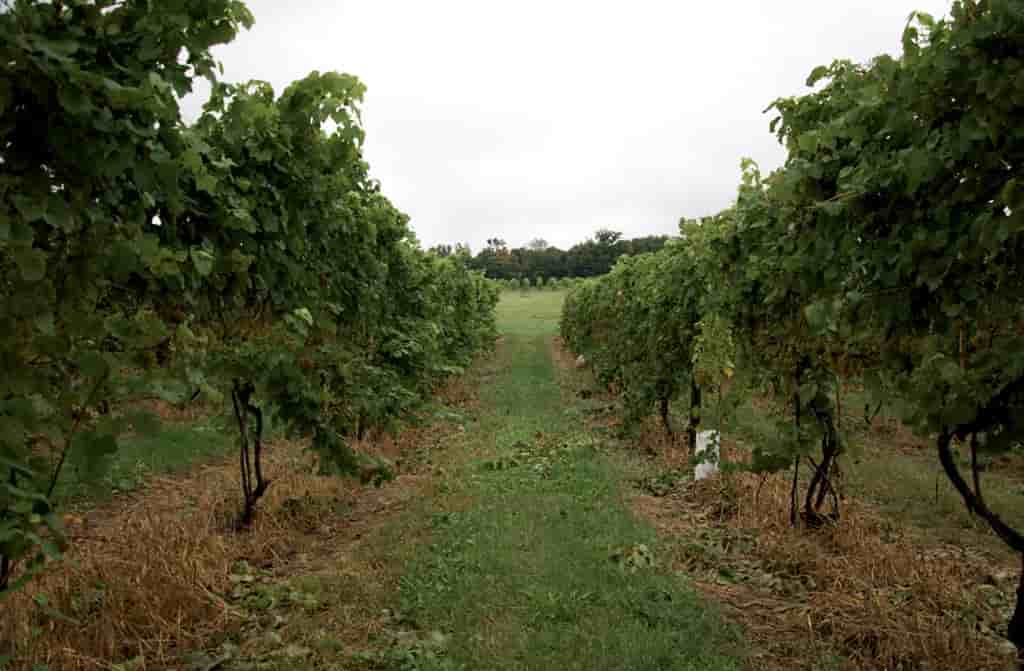 Fenn Valley Vineyards