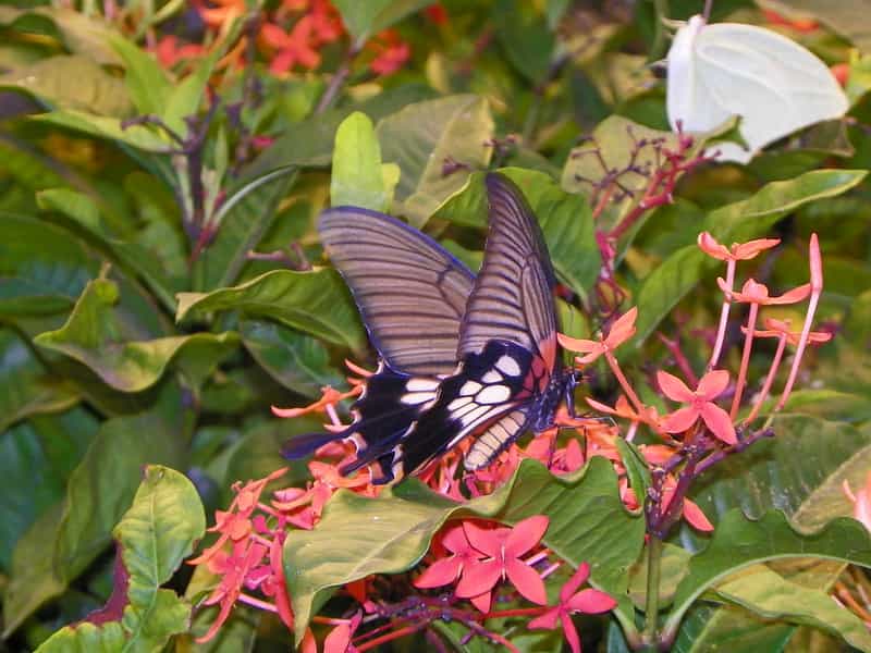 The Butterfly Palace & Rainforest Adventure