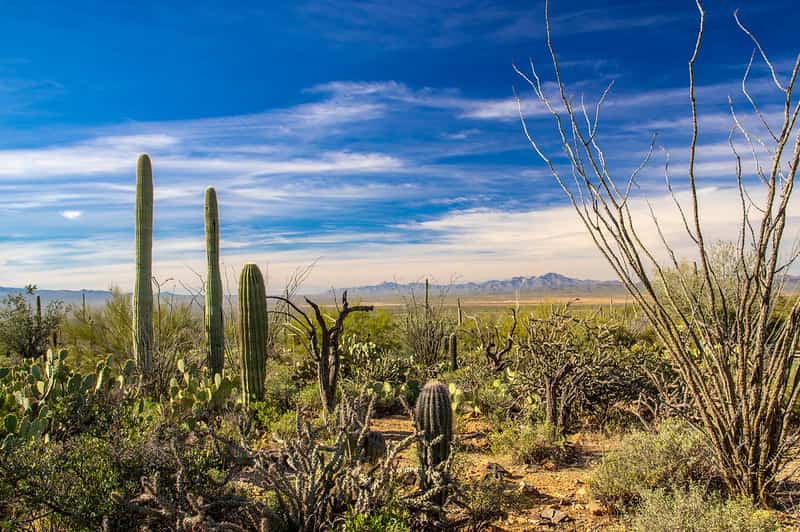 Things to do in tucson