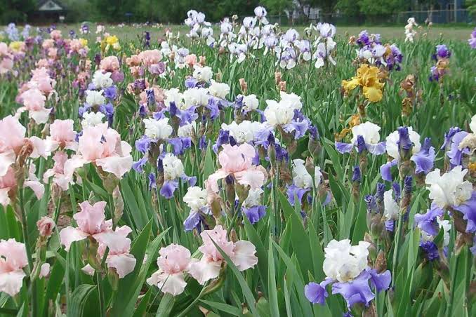 Long's Iris Gardens, Boulder